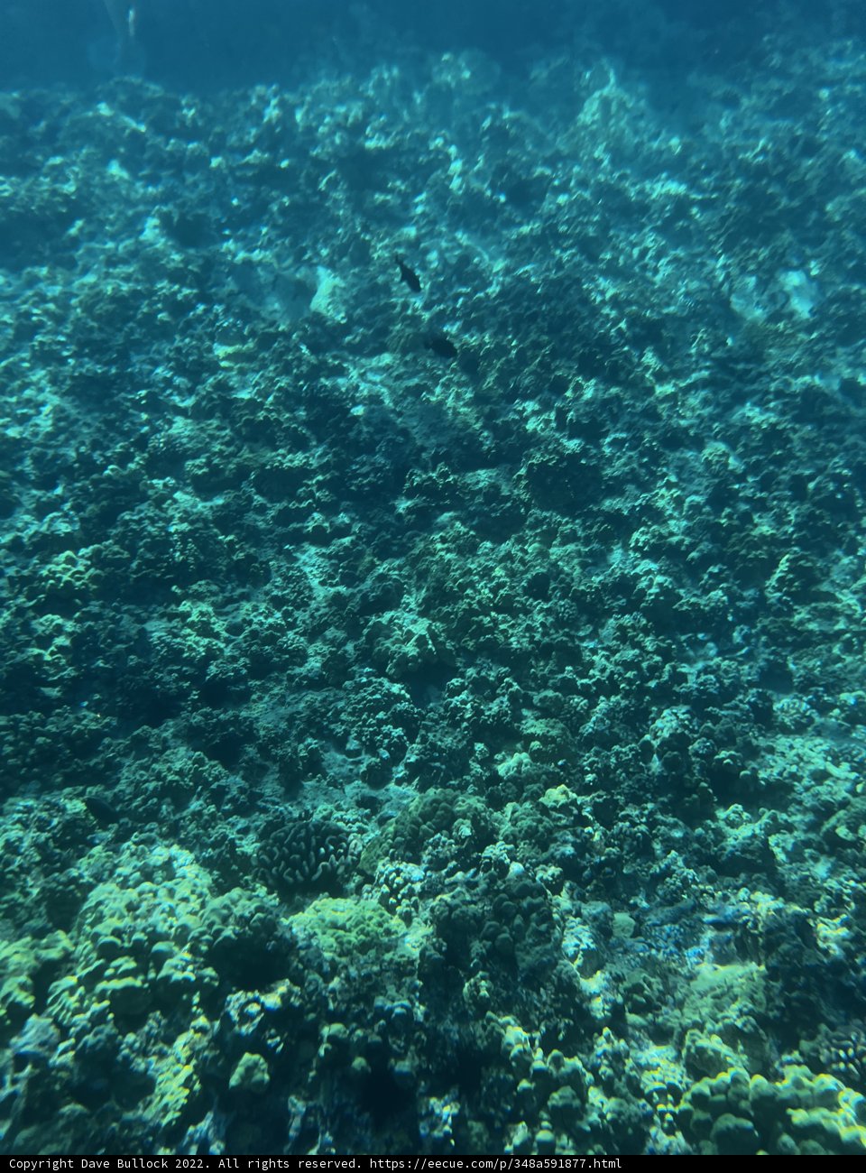 Vibrant Underwater World in Hawaii's Alalakeiki Channel