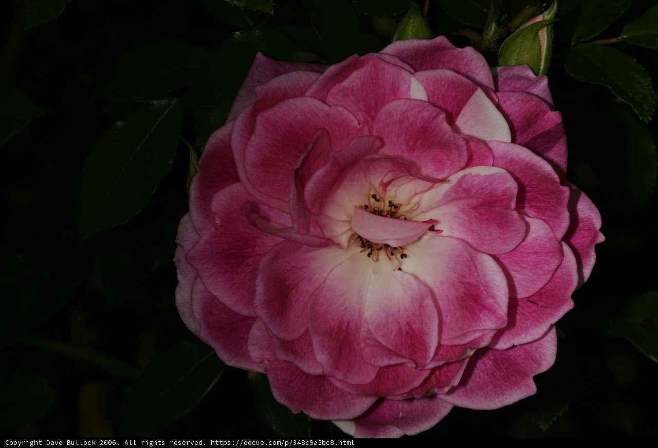 Pink Rose in the Dark