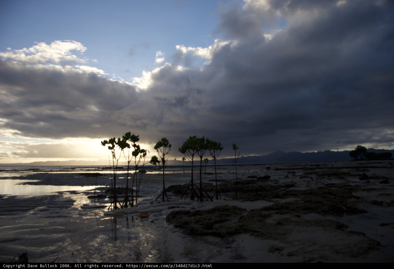 Tree group in sandy paradise