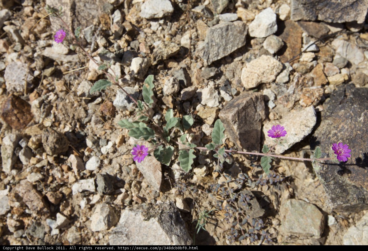 Purple Beauty Amongst the Rocks