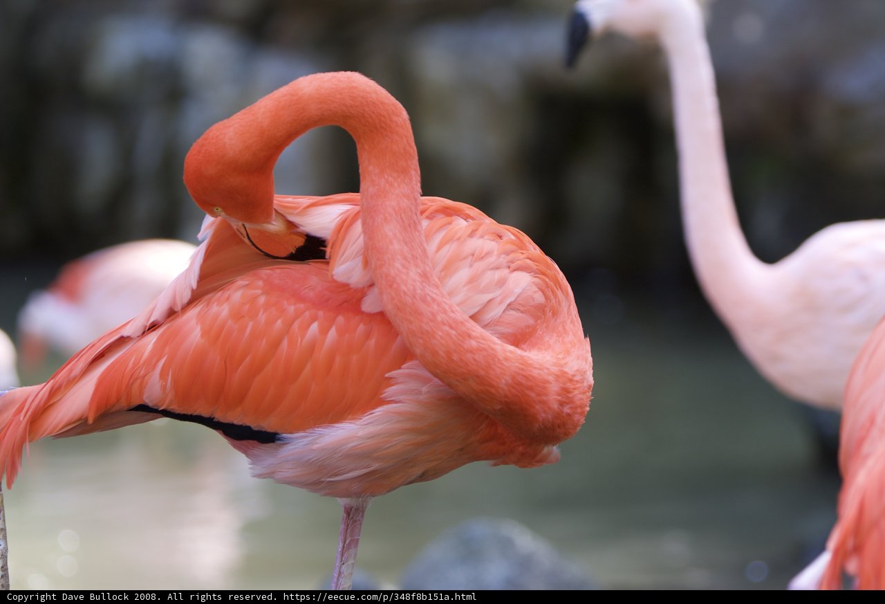 Flamingo in its Natural Habitat