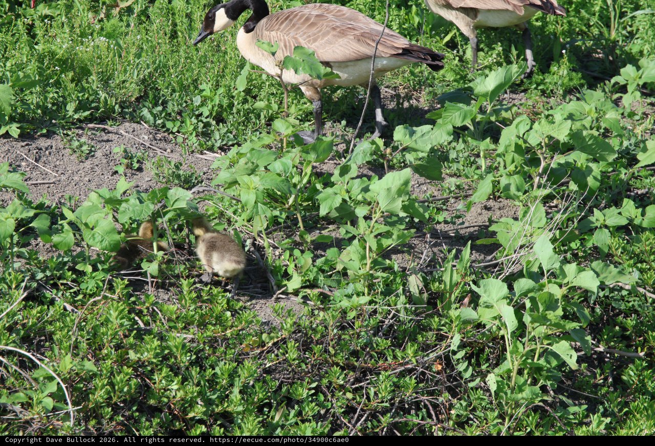 Canada Goose Family Foraging in Wetland Vegetation