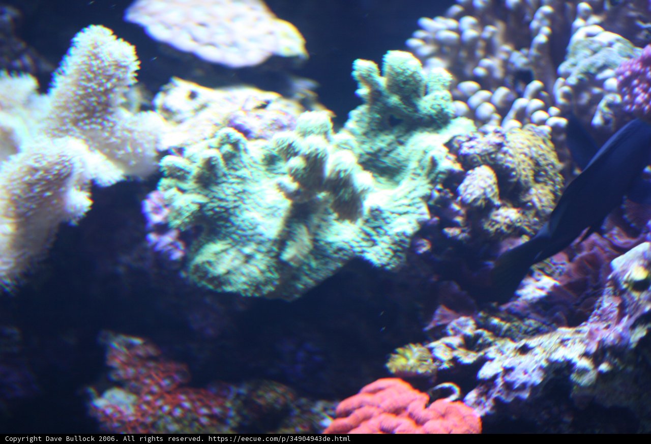 Life in the Coral Reef