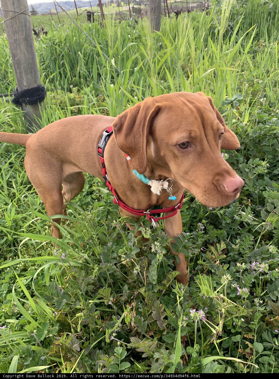 Brown Vizsla Puppy in the Wildflowers