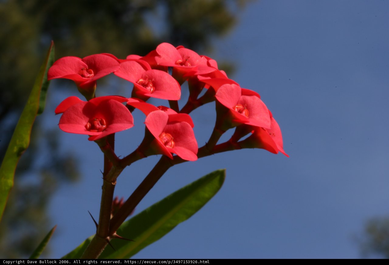 Crimson Beauty