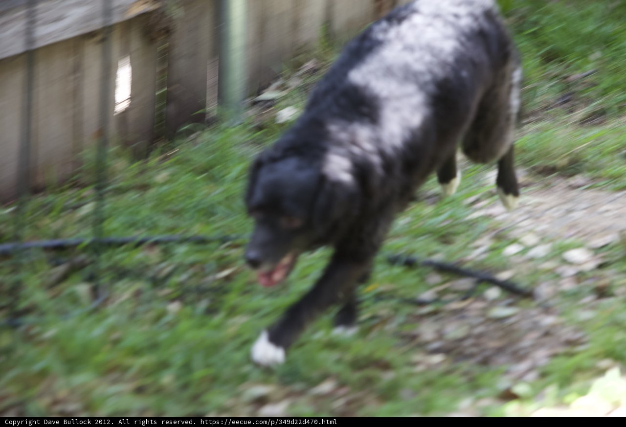 Puppy Playtime