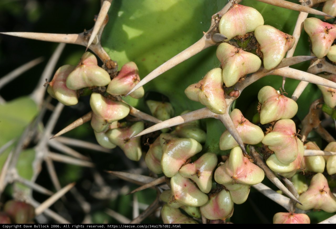 Blooming Cactus Branch