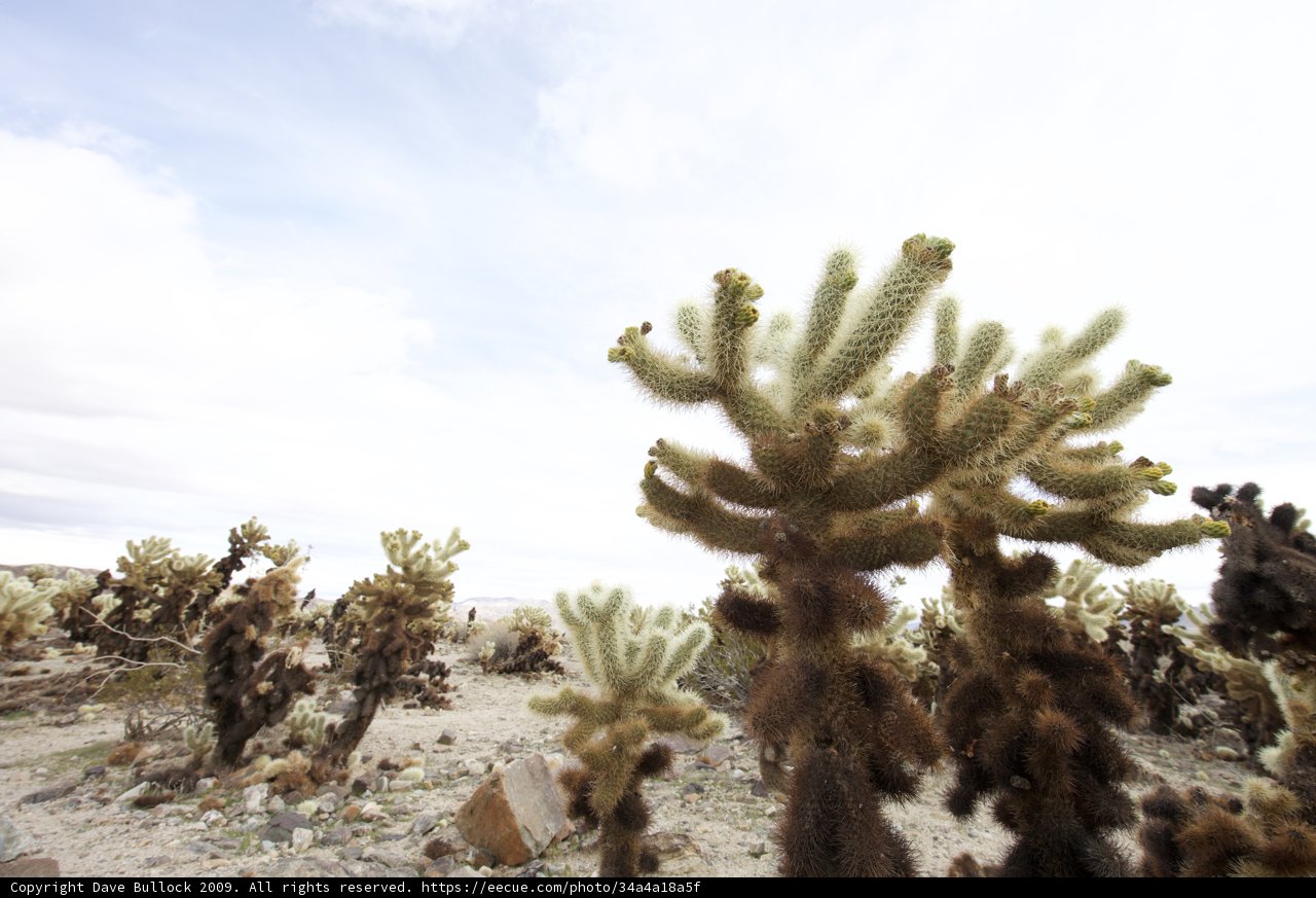 Desert Bliss