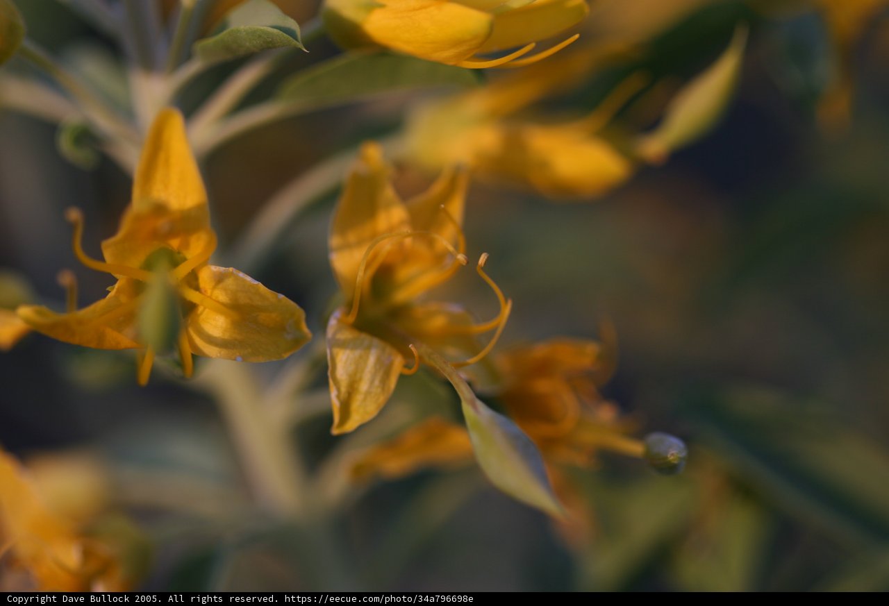 Blooming under the Spring Sun