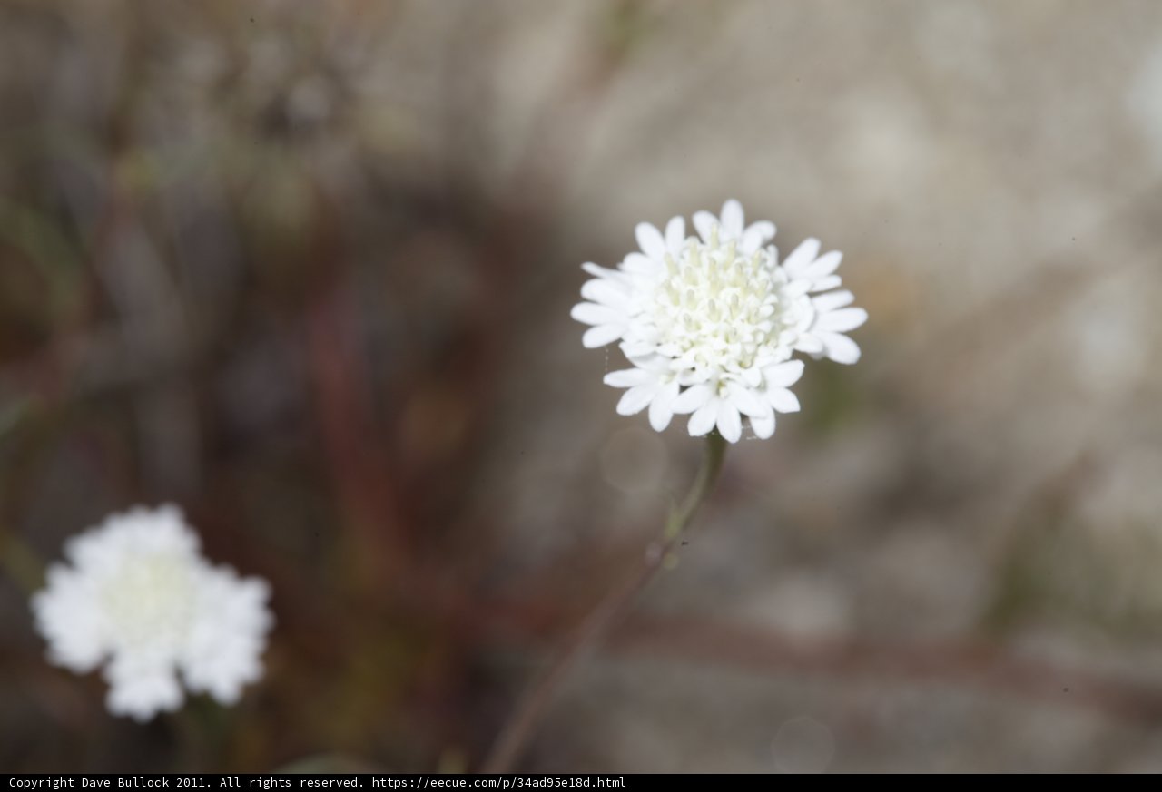 Lone Daisy in a Vast Field