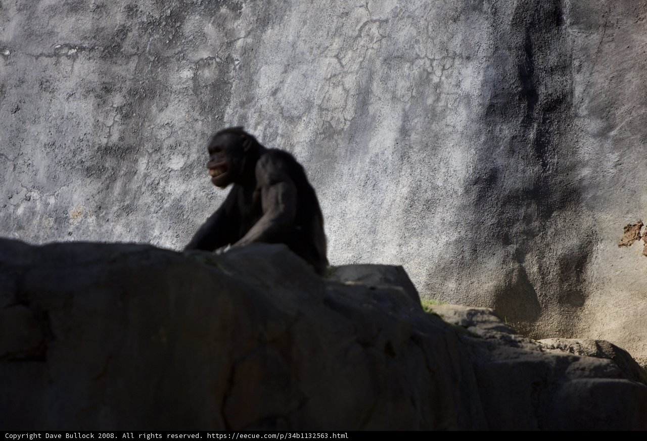 Ape in Repose