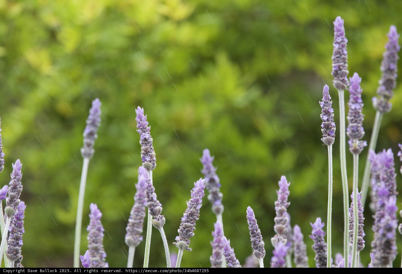 Lavender Dreams