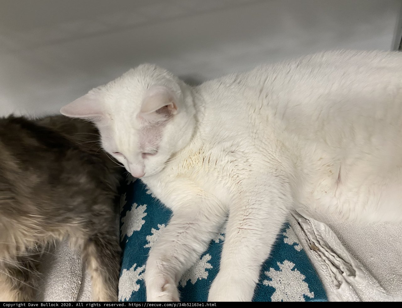 Feline Friends in San Francisco