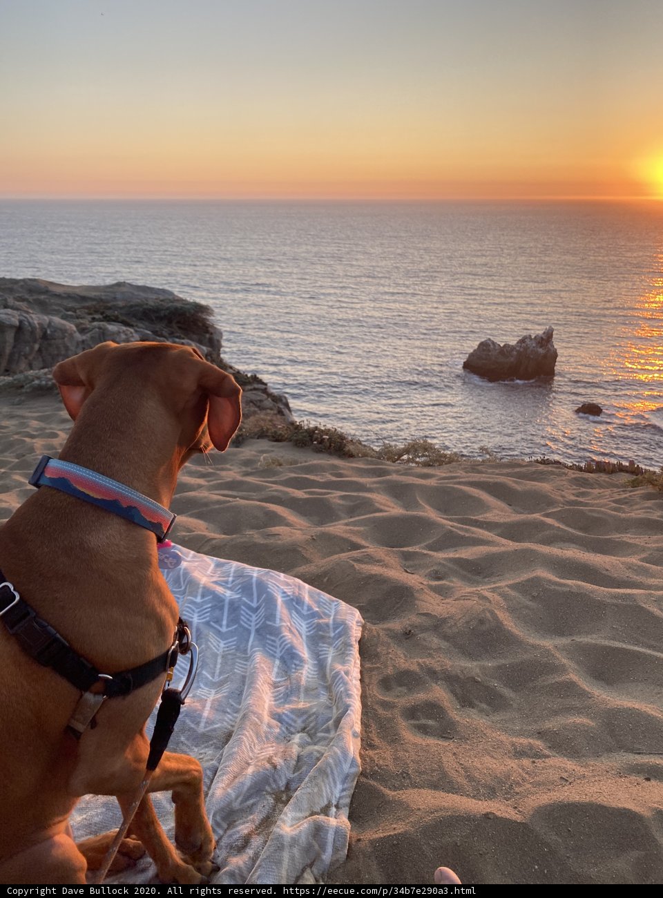 Sunset Serenity with Furry Friend