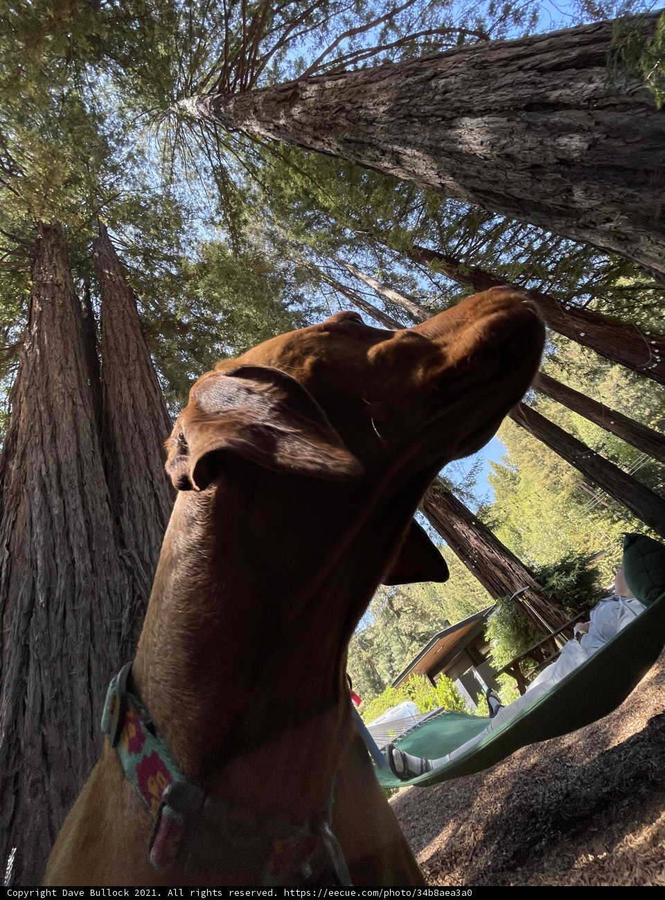 A Canine's Gaze Up in the Woods