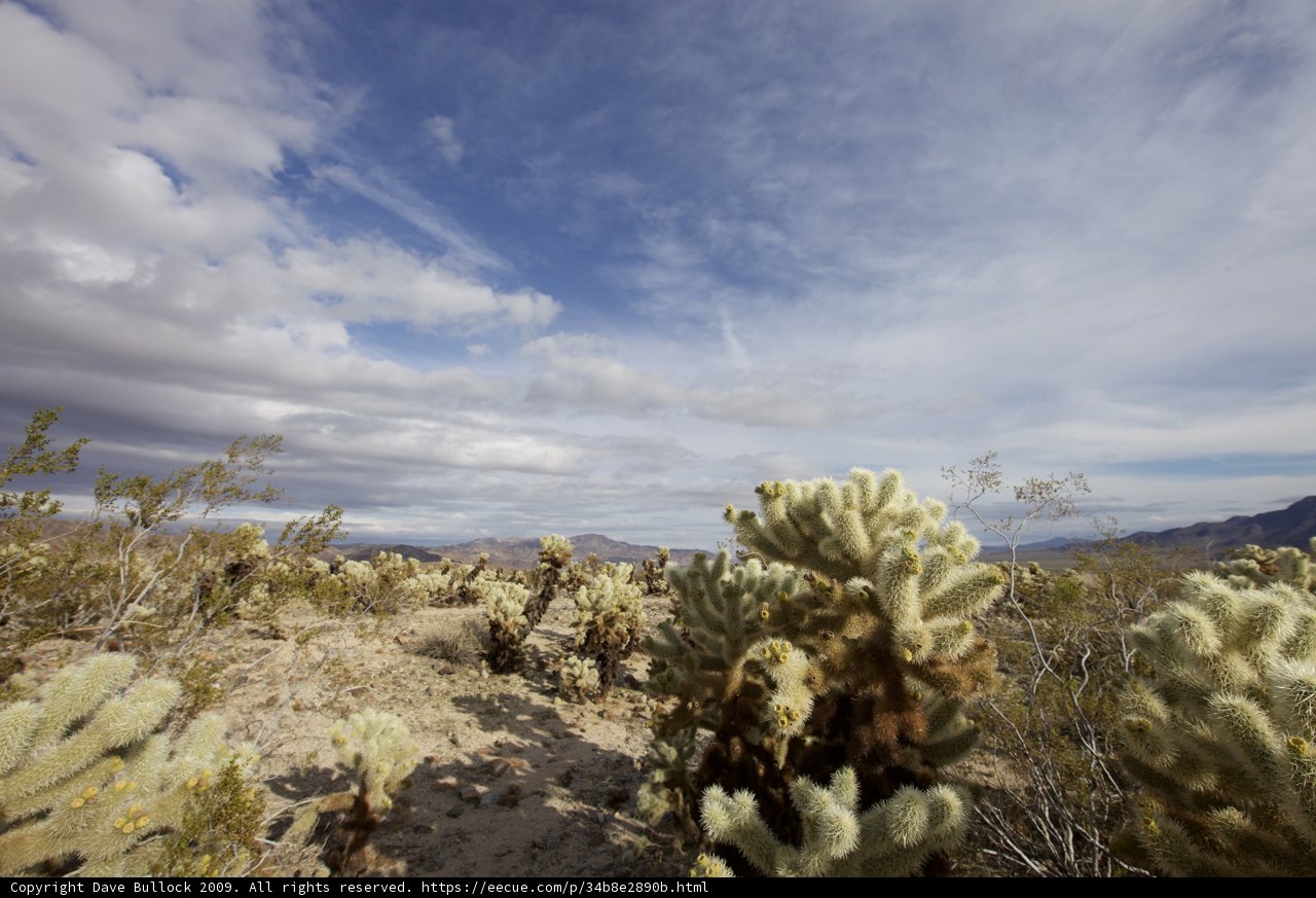 Prickly Paradise