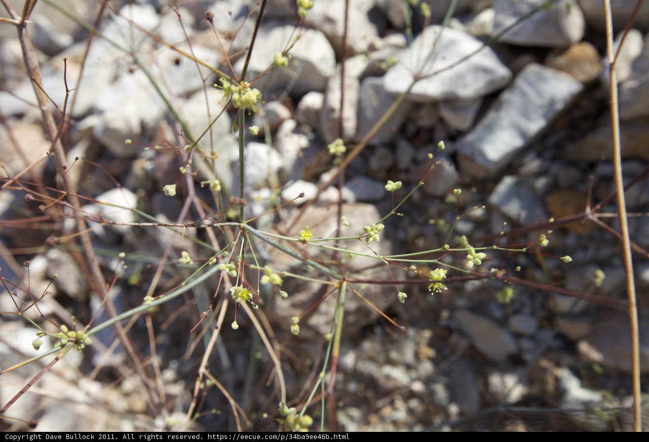 Delicate Apiaceae Plant in a Desert Landscape