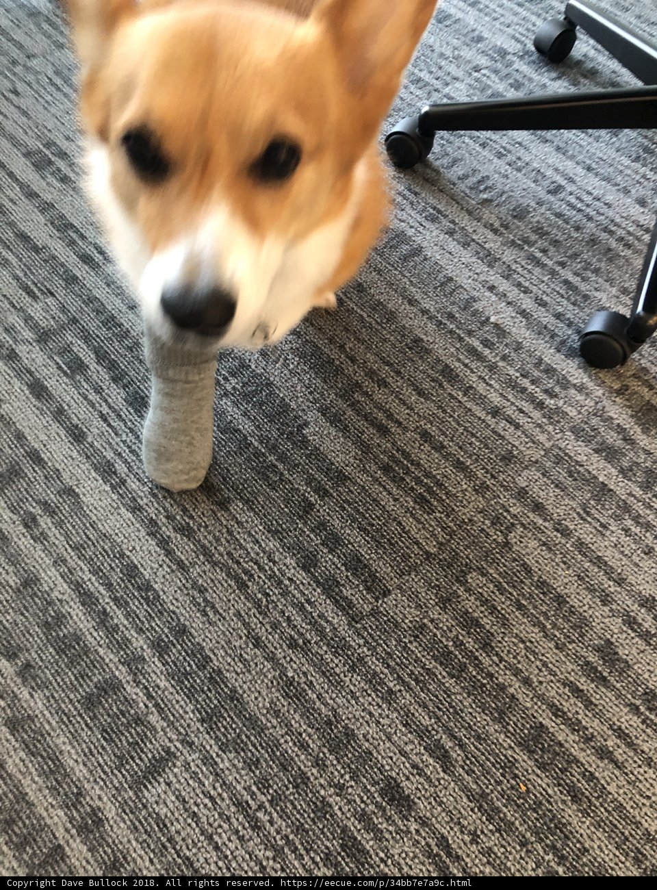 Paw-some Flooring Addition