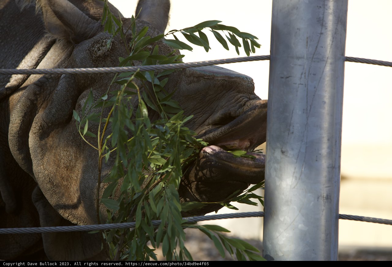 An Afternoon Snack at the SF Zoo