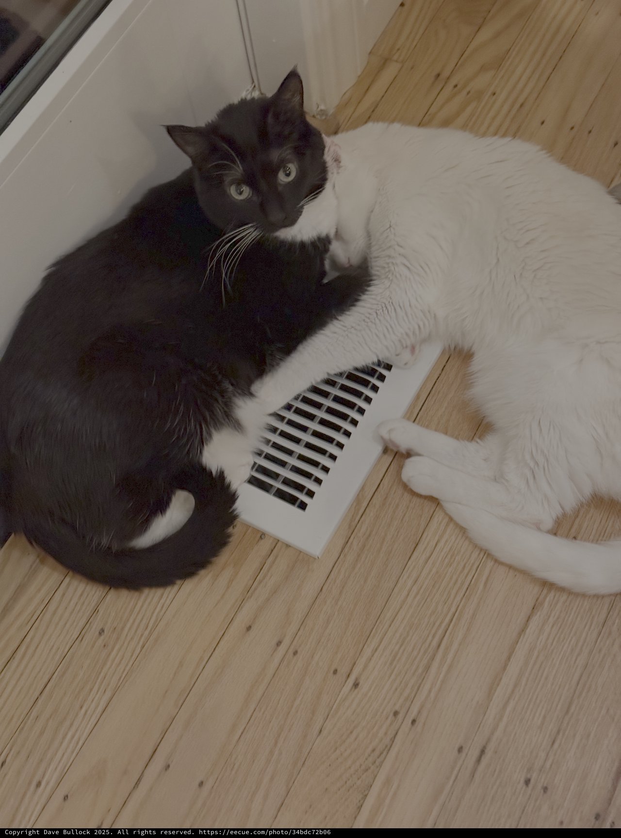 Two Cats Sharing Warmth at Floor Vent