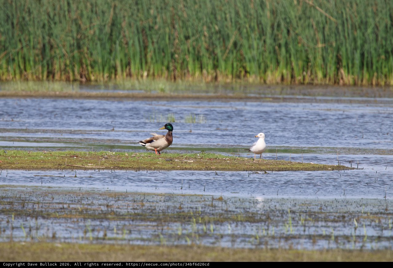 Shelduck and Gull Resting in Flooded Wetland