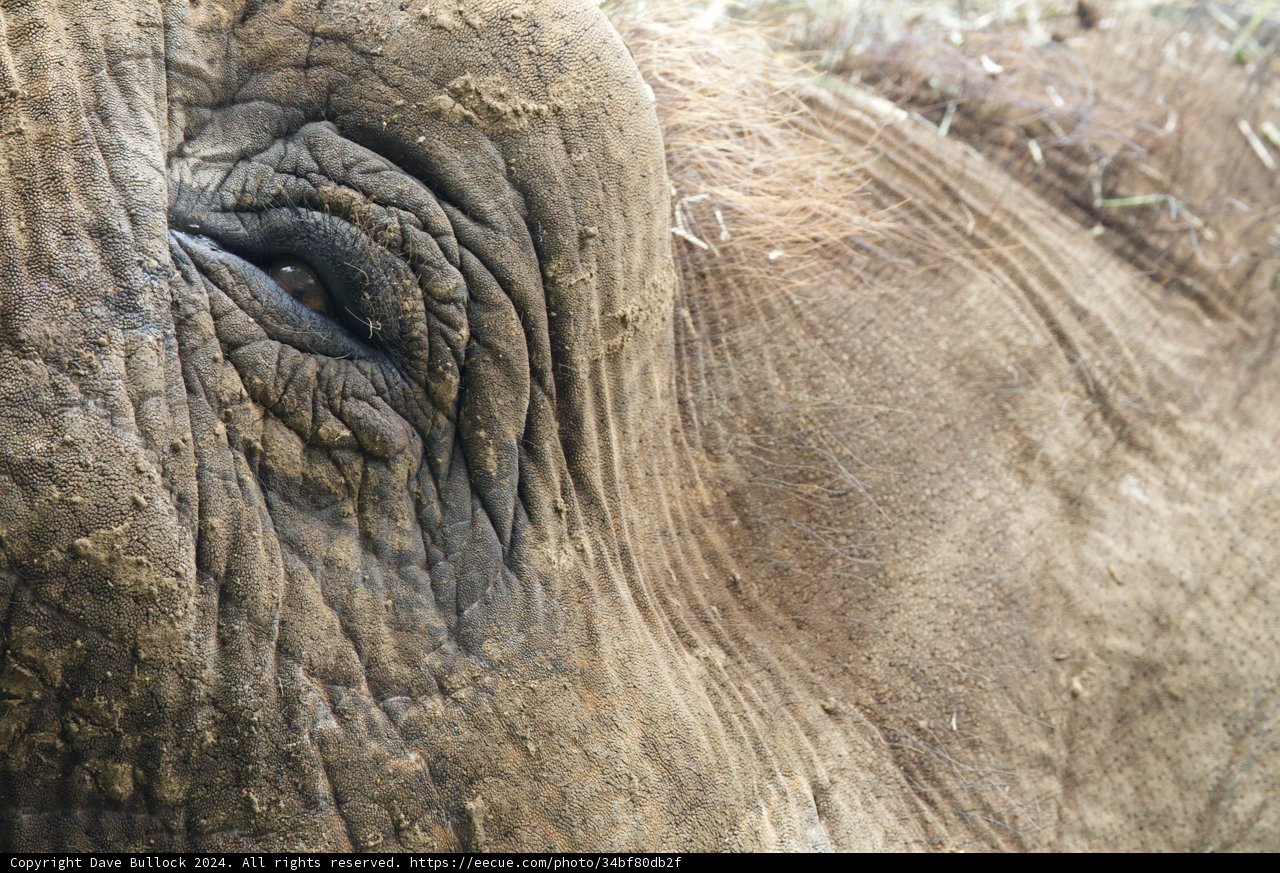 Gentle Gaze: Close-Up of an Elephant at Honolulu Zoo