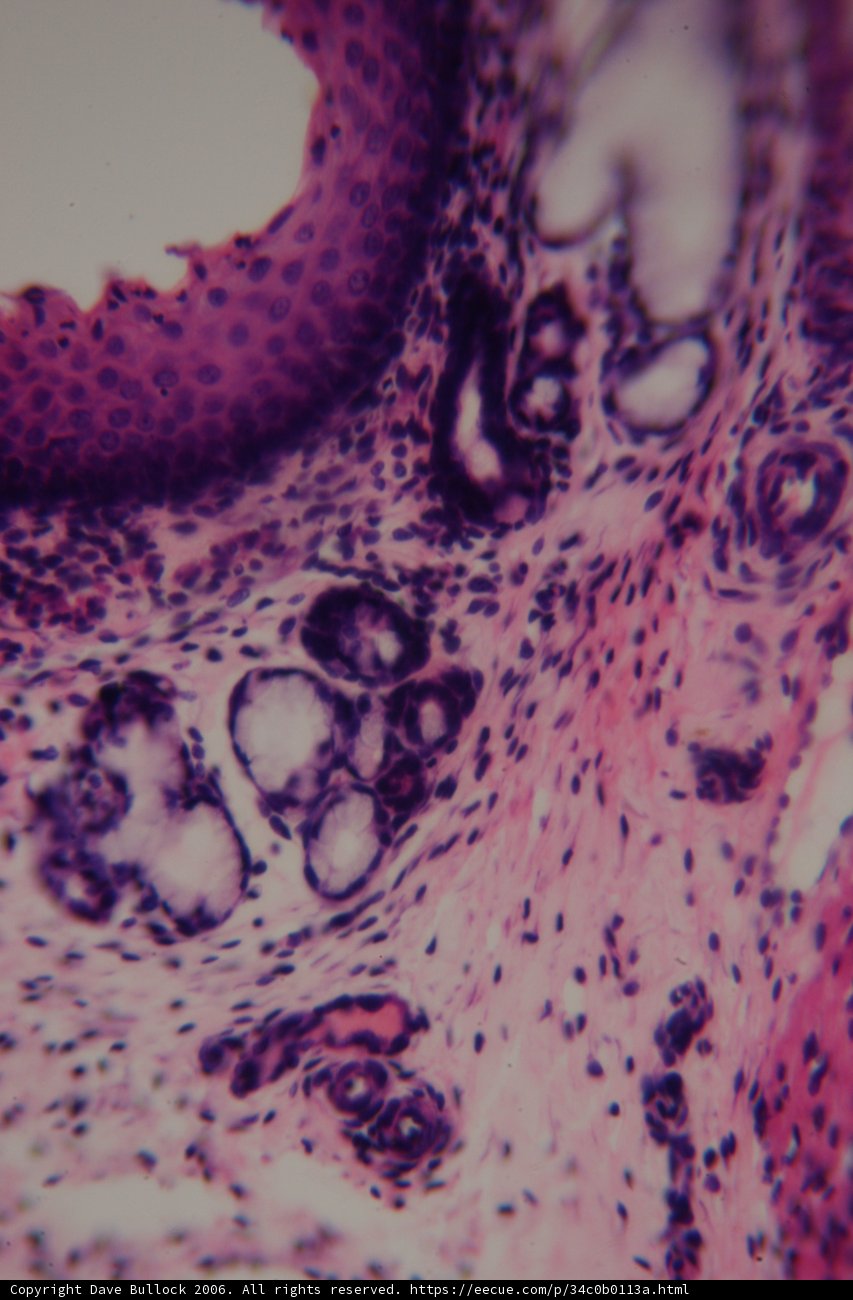 Purple Patterned Tissue