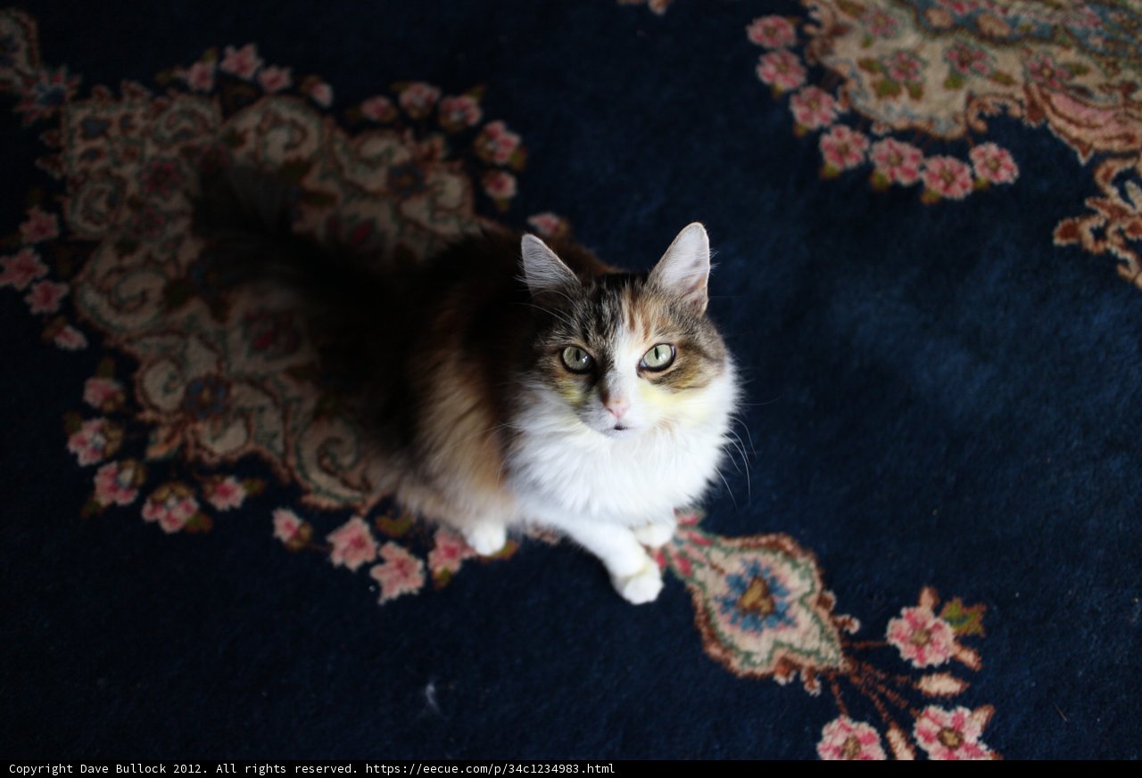 Feline Serenity