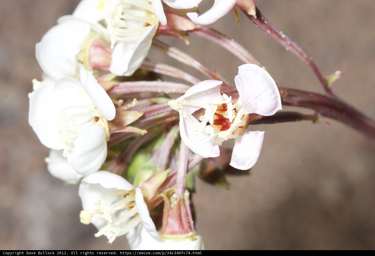 White Flower with Vibrant Center