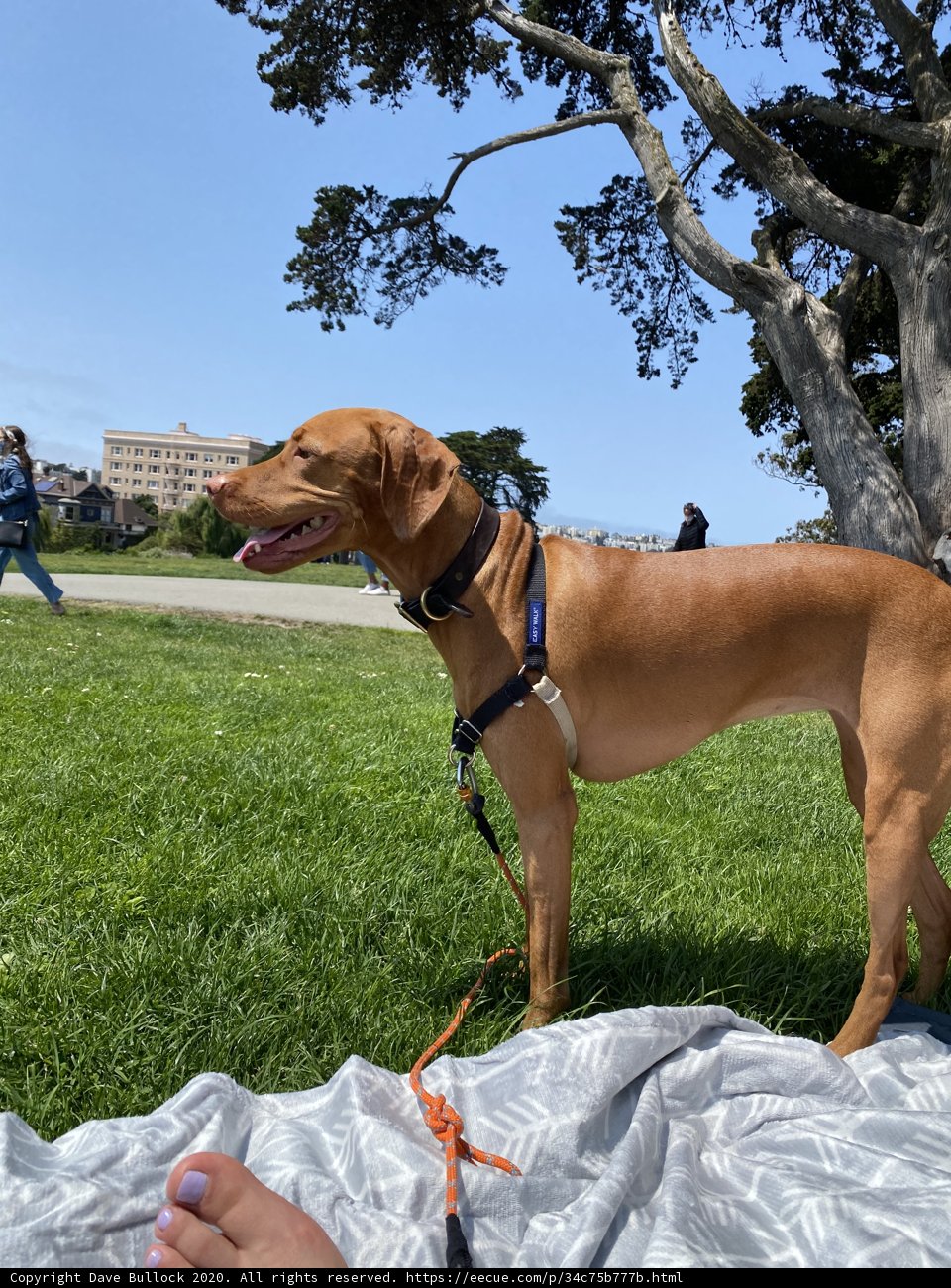 Canine in the Park