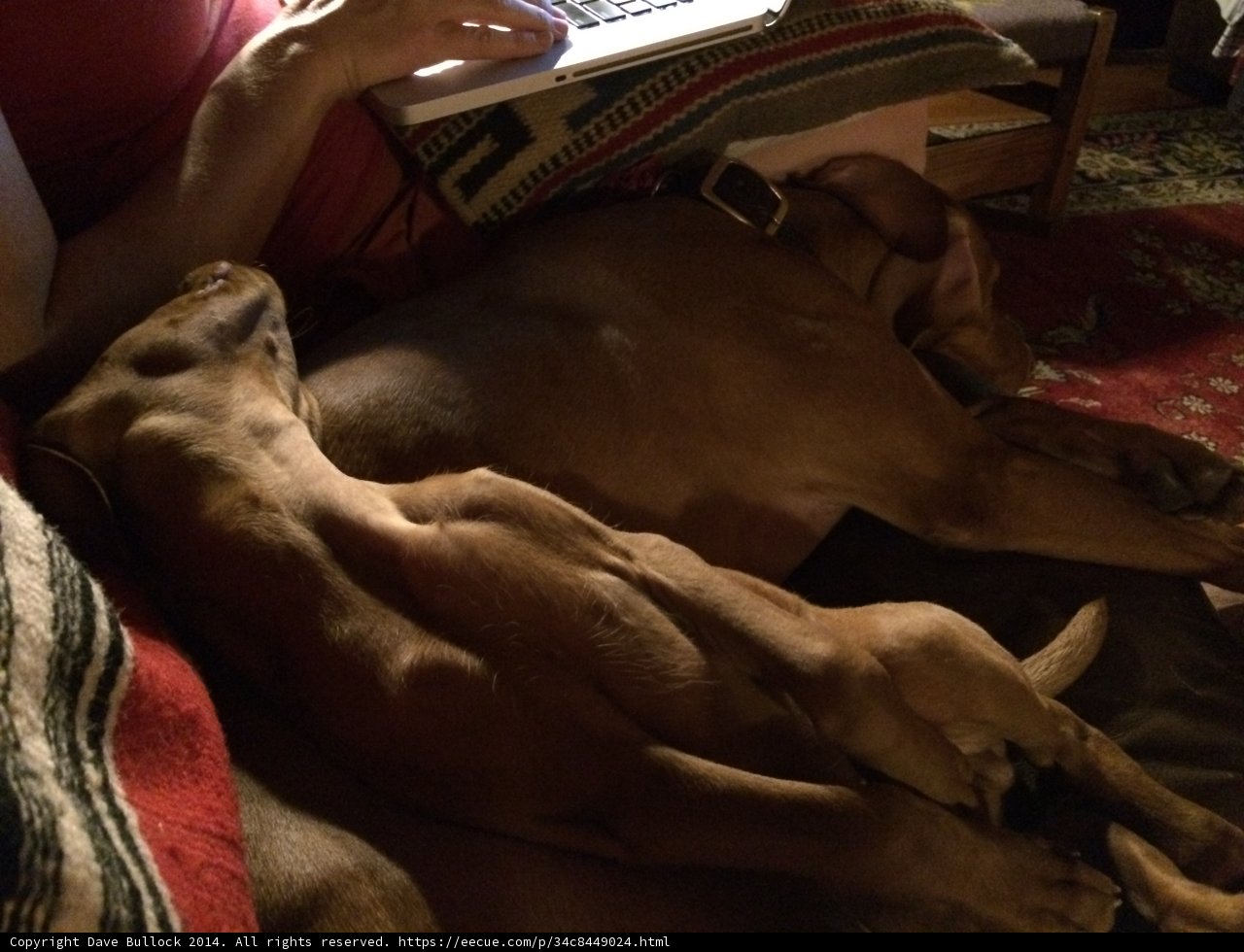 Canine Companions