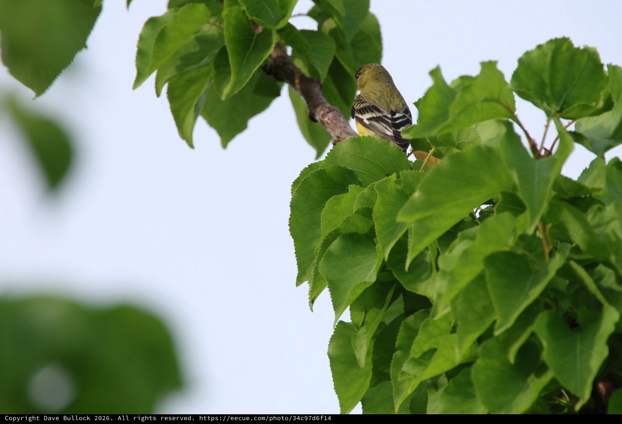 Lesser Goldfinch Perched Among Spring Tree Leaves