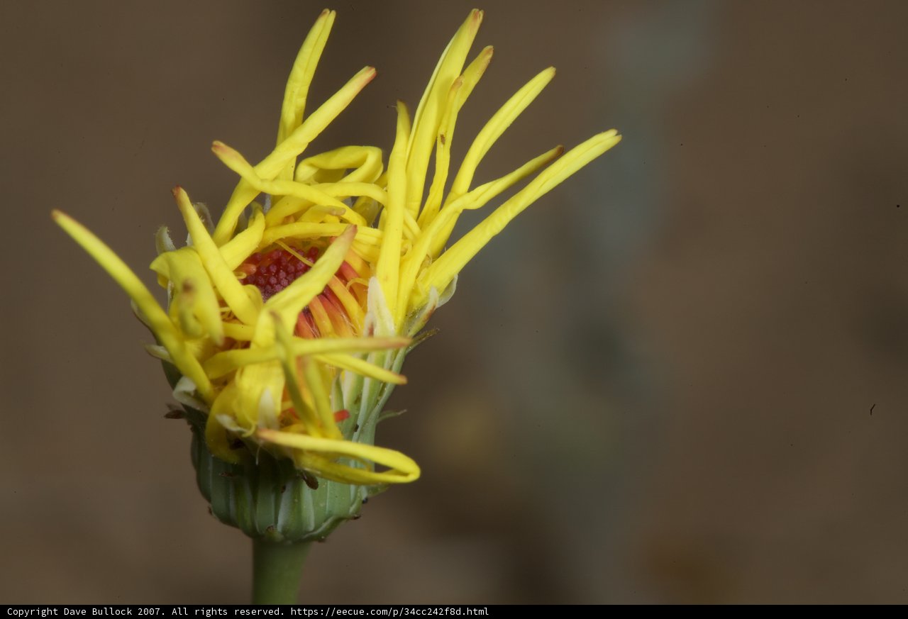Desert Daisy