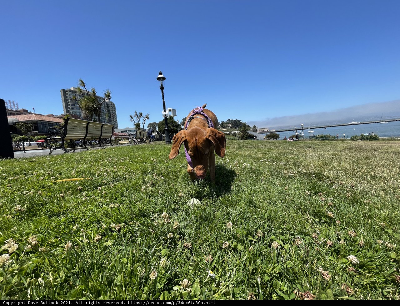 A Playful Moment with the Park Pooch