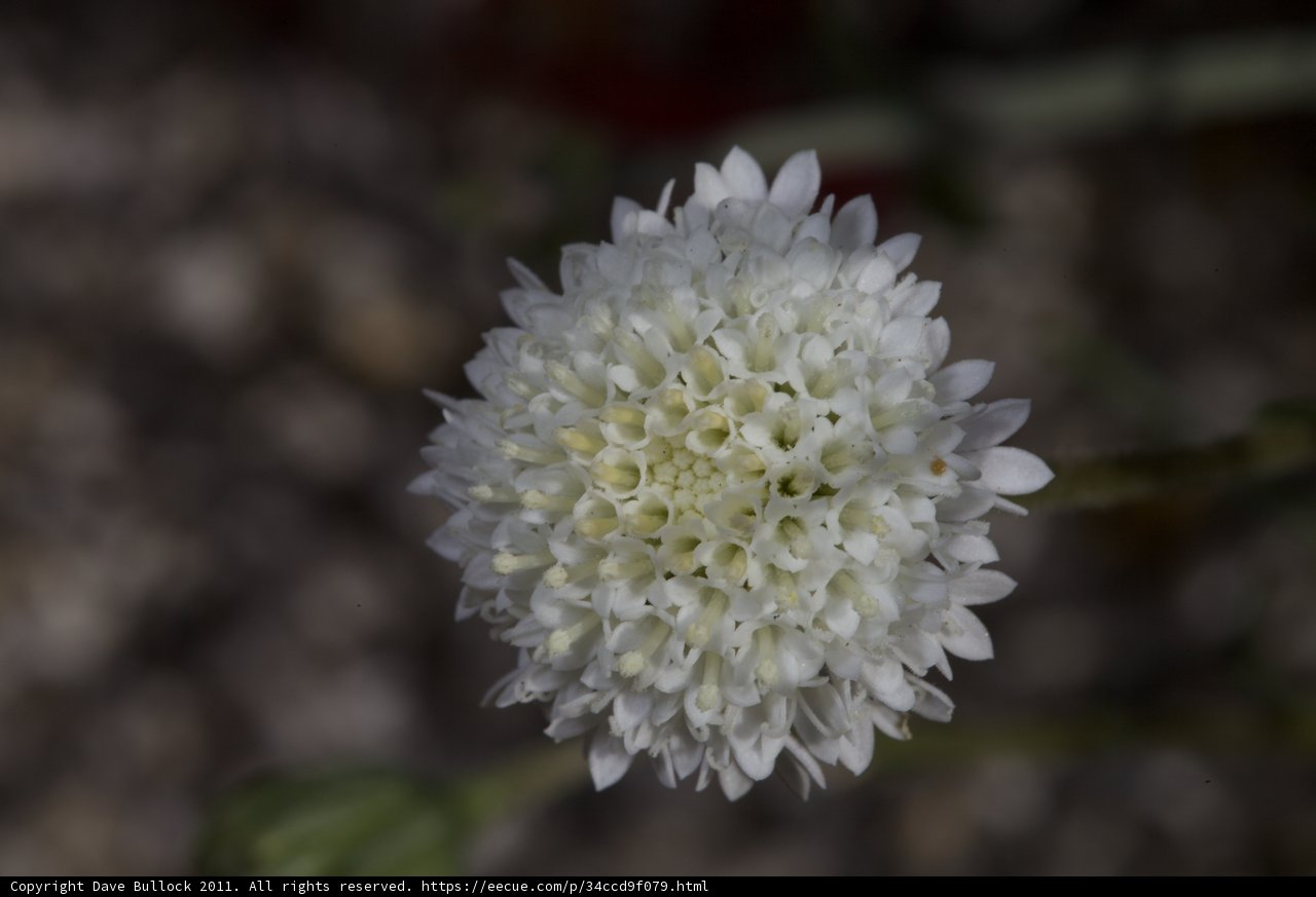 Delicate White Chrysanthemum