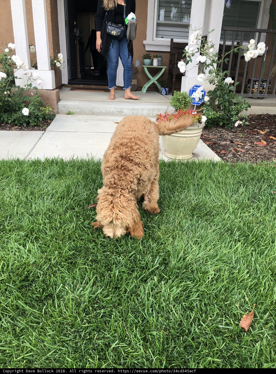 Poodle on the Path