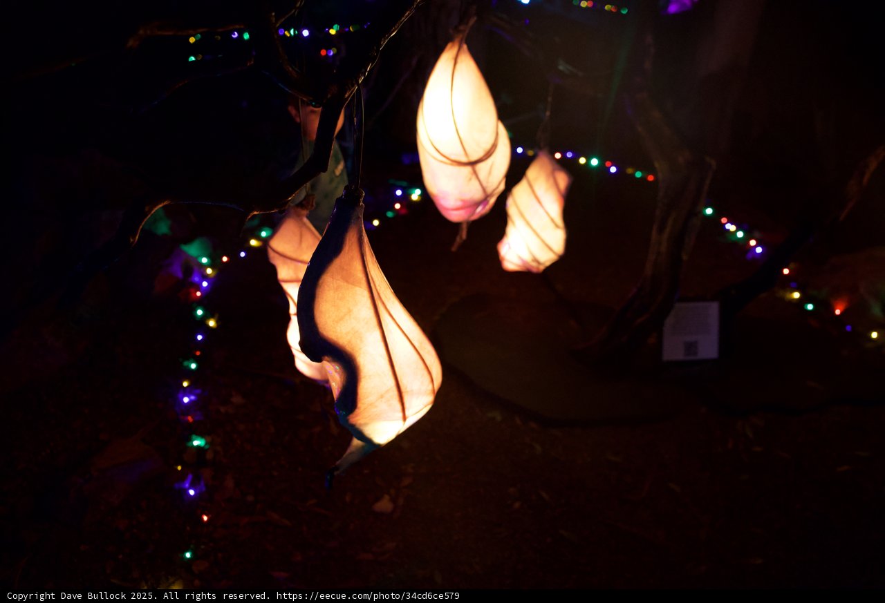 Illuminated Enchantment