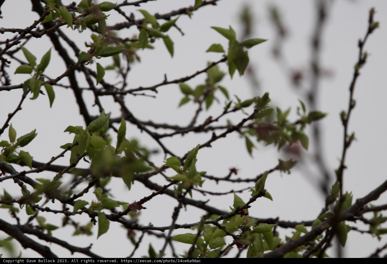 Spring's Gentle Awakening