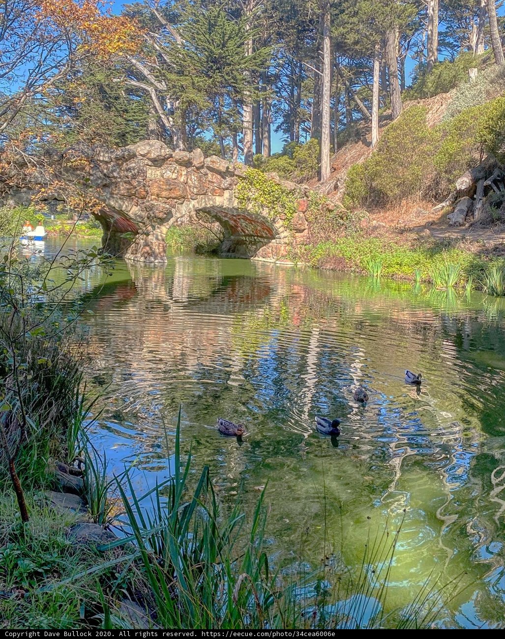 Tranquil Ducks in the San Francisco Pond