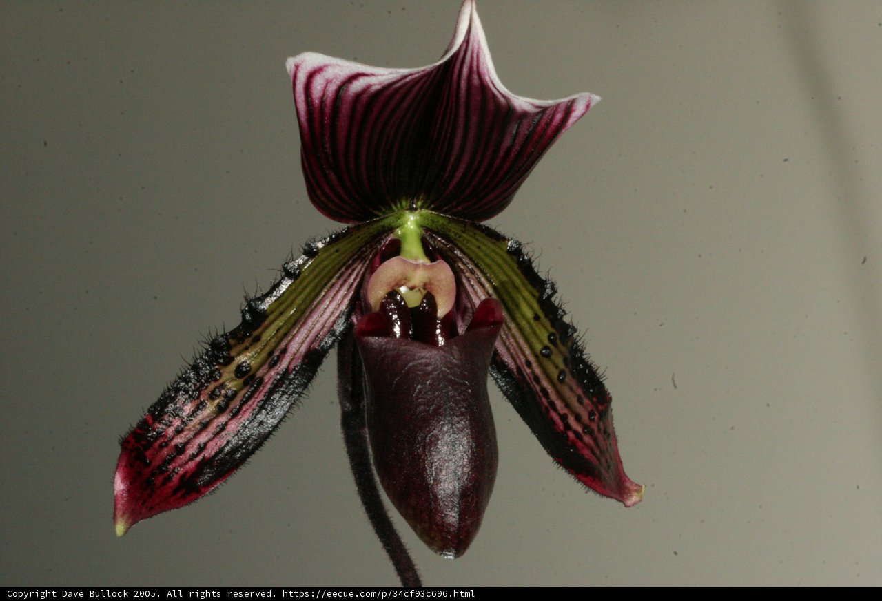 The Long-Stemmed Orchid