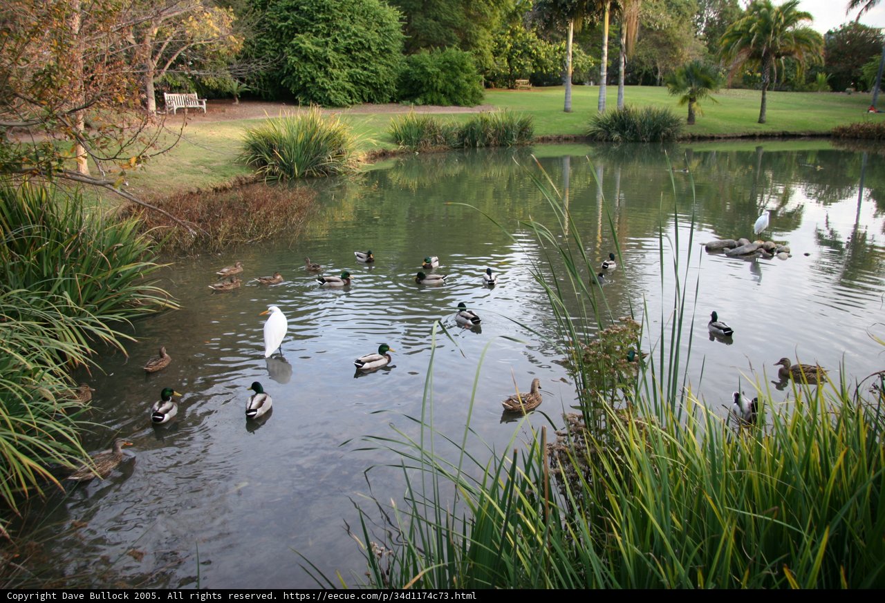 Peaceful Pond Paradise
