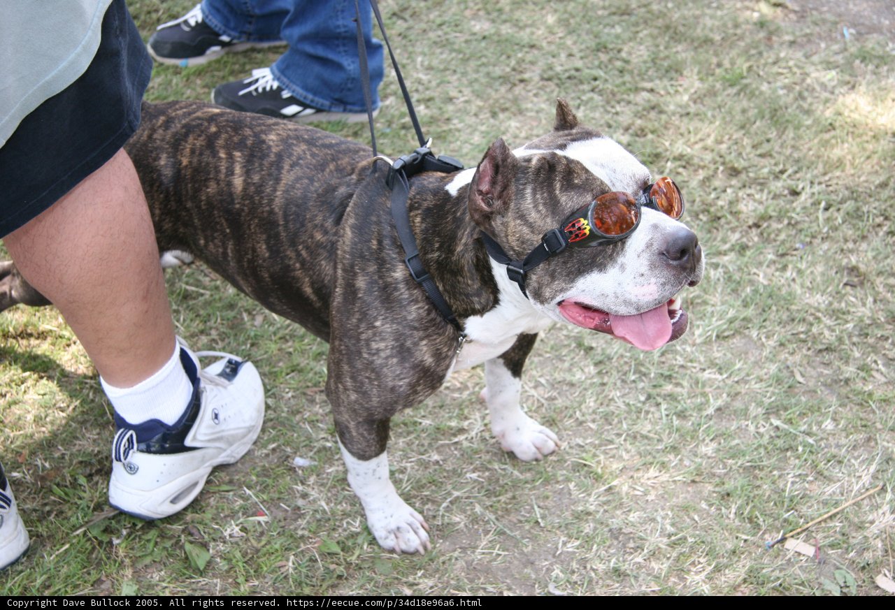Cool Canine