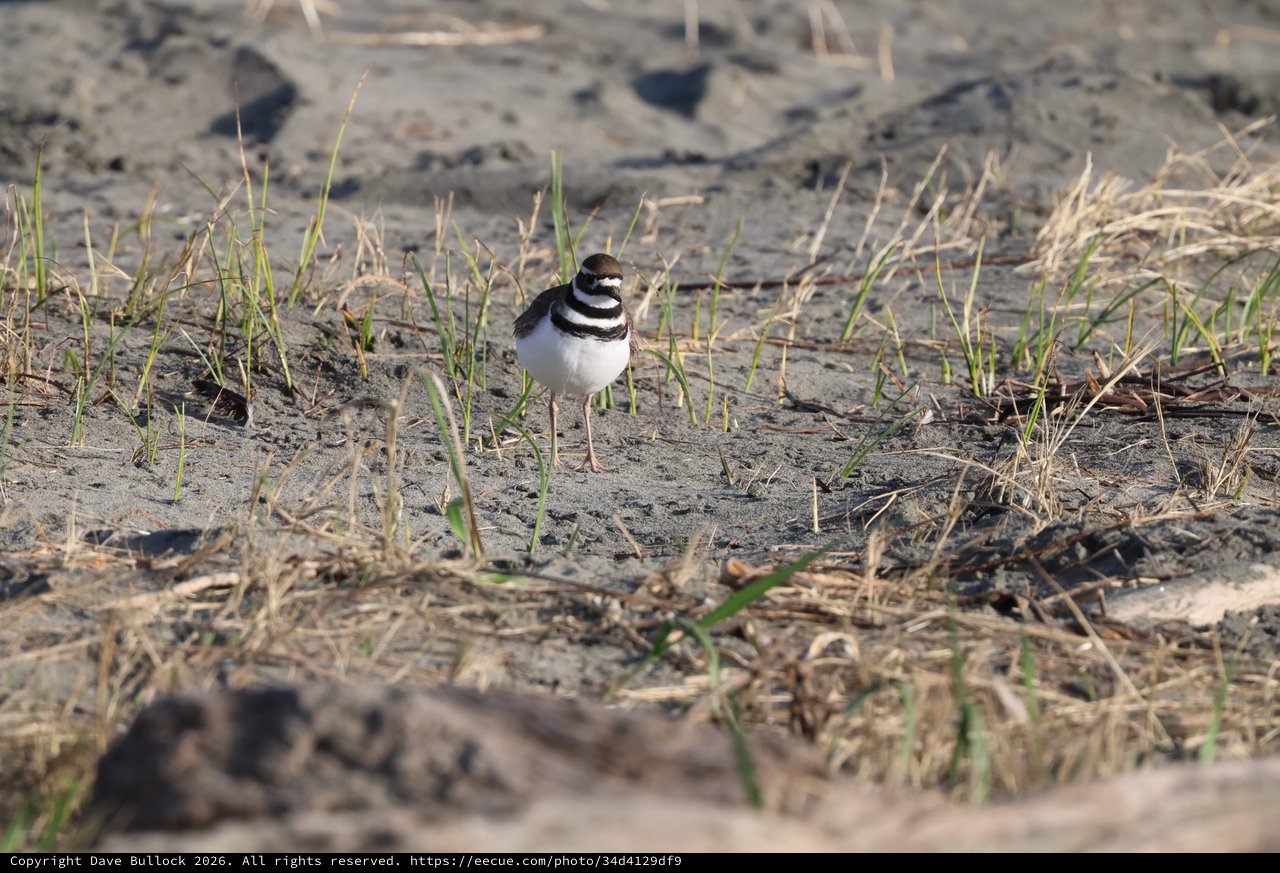 Killdeer Shorebird on Muddy Beach Terrain