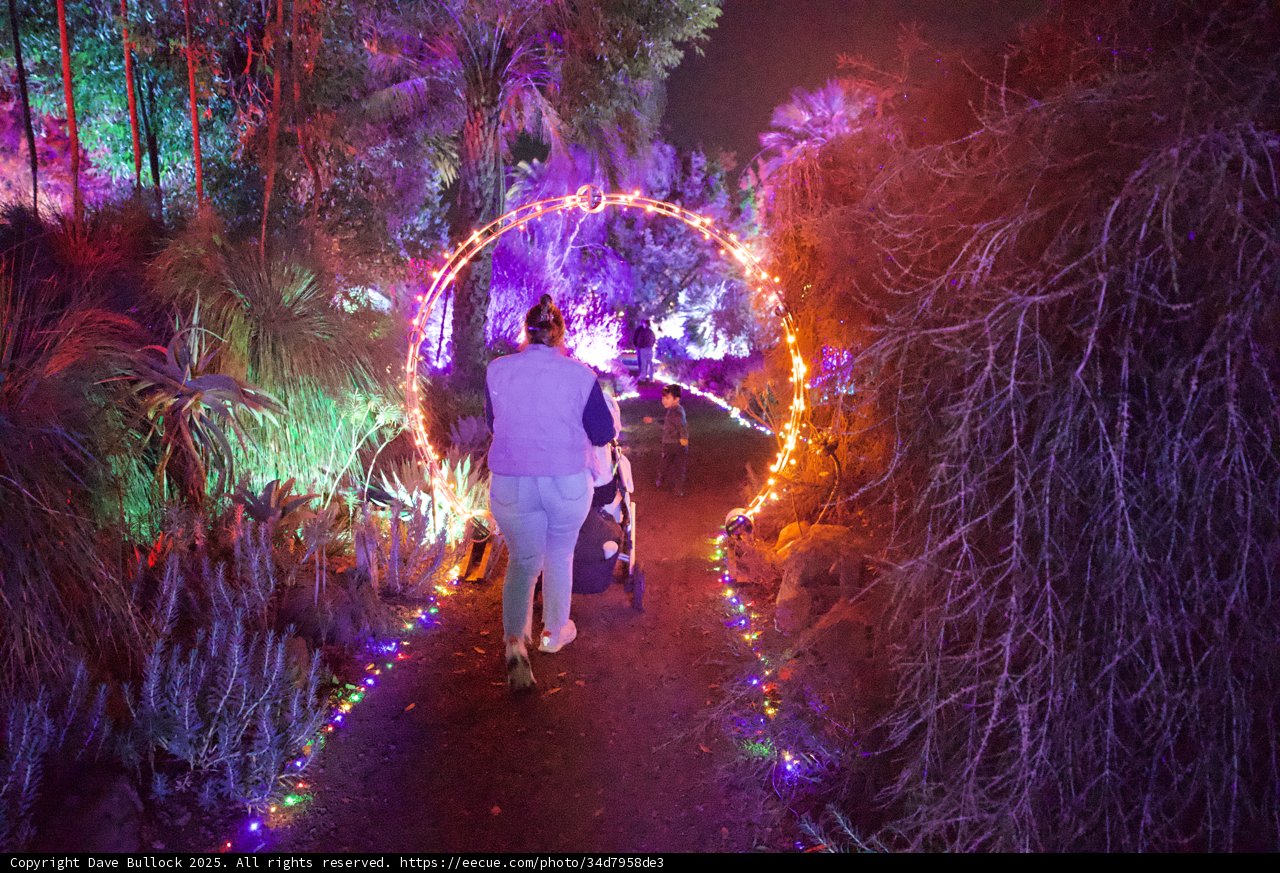 Enchanted Stroll Through Illuminated Nature