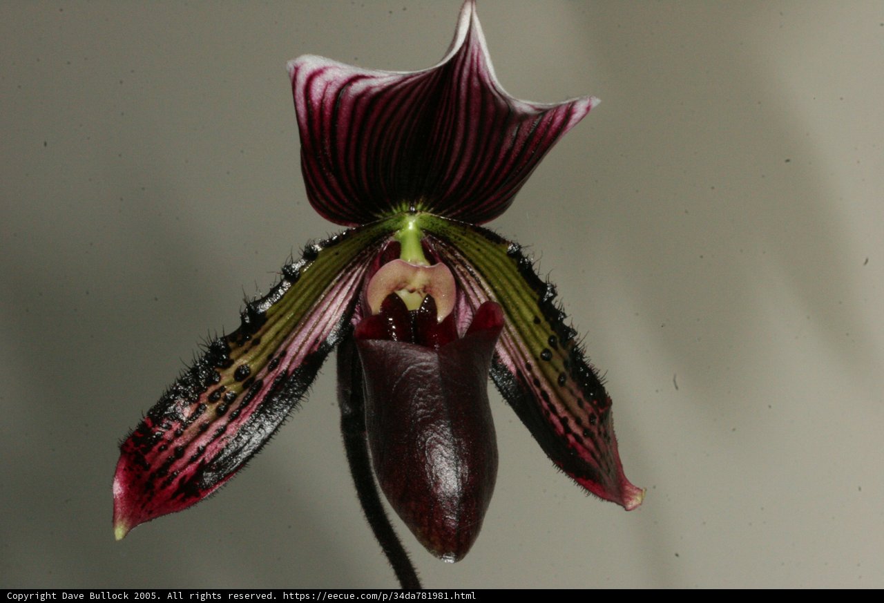 Beautiful Orchid Blossom