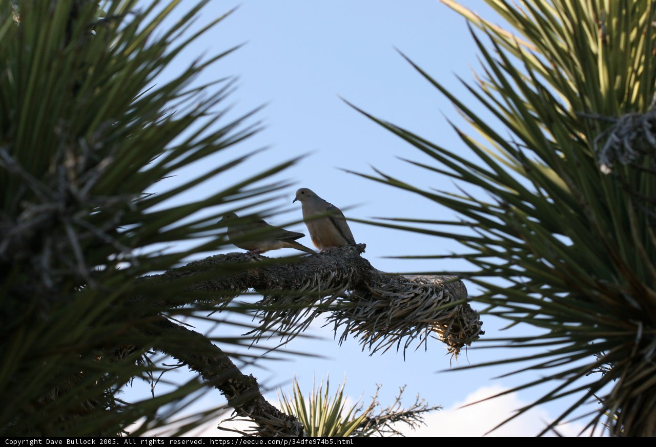 Perched in Nature's Beauty