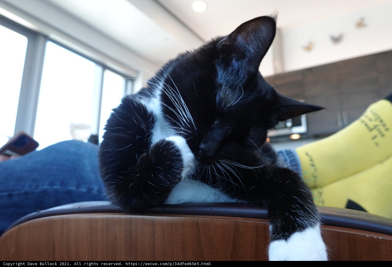 Feline Perch