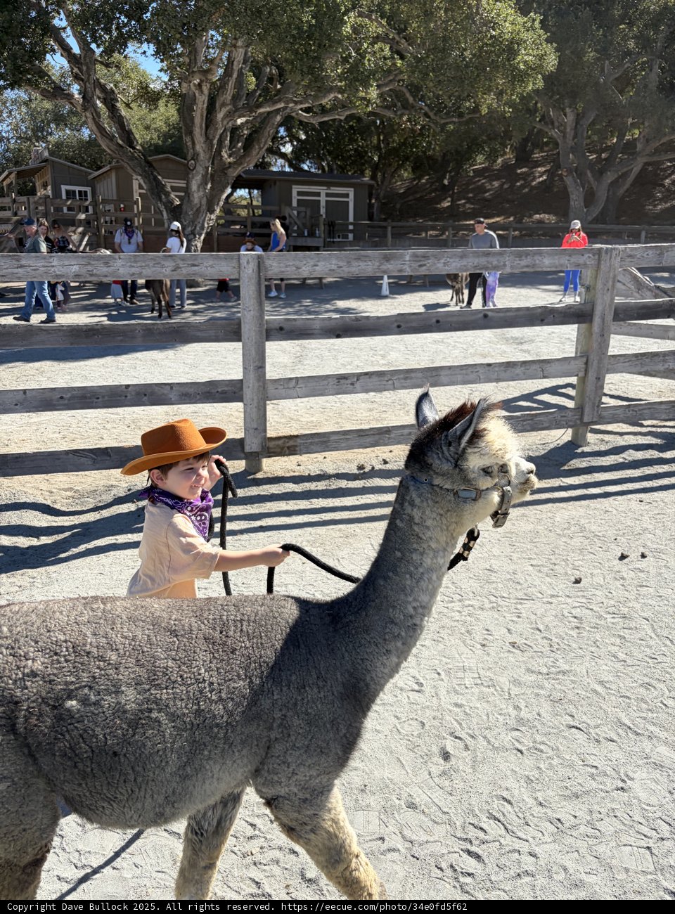 Llama Adventures in Carmel Valley