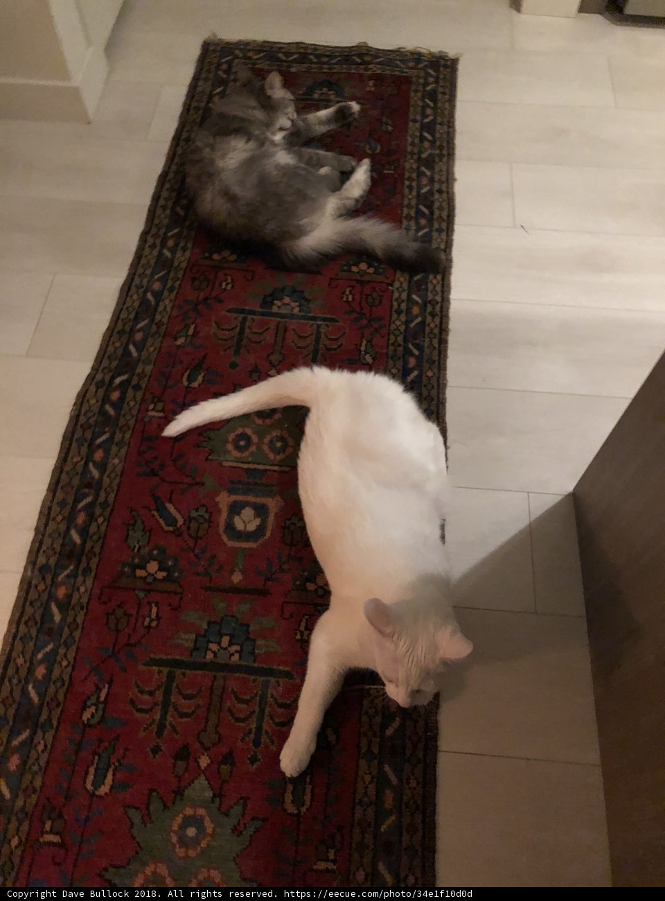A Cozy Kitchen Cat Nap