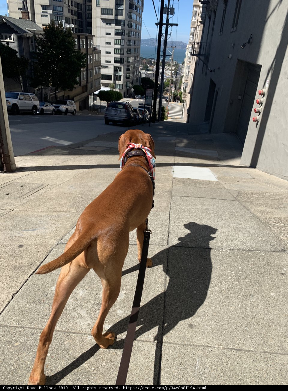 A Midday Stroll in the City